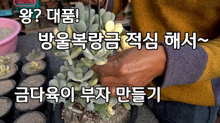 대품 금다육이 방울복랑금 적심 삽목  키우기