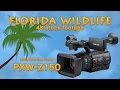 Florida Wildlife 4K Stock Footage shot with the Sony PXW-Z150