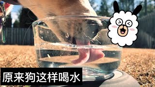 How Dogs Drink Water - 240 fps Slow Motion | 原来狗是这样喝水的 慢动作