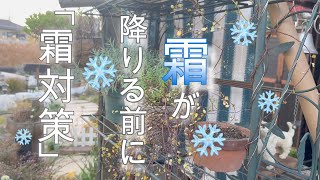 [12月ガーデニング]マルチングと不織布で霜対策