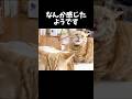 息子たちに囲まれて... #猫 #マンチカン #shorts