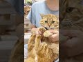 『ひき肉ダンス』を踊ってる茶々パパのことをじっと見つめてるぽちゃくん 猫 マンチカン shorts