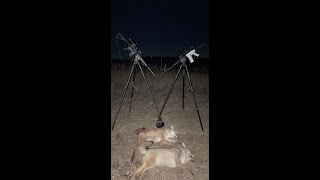 60 coyotes down with the Pulsar XP50!