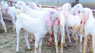 دوستوں آج آپ دوستوں کے لیے ایک بار پھر قربانی 2022 کے بکرے لے کر آیا ہوں Goat Farming in Pakistan