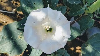 Native Plants of Coronado Historic Site - Sacred Datura