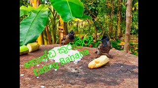 කොන්ඩ කුරුල්ලා(Konda kurulla)/Red-vented Bulbul(Pycnonotus cafer) #eatingbanana #nature #birds