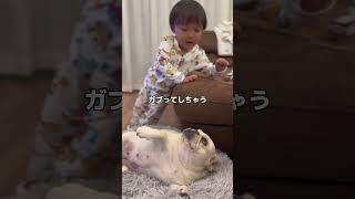 犬にガブってされるかと思ってビックリした子供 #shorts #フレンチブルドッグ