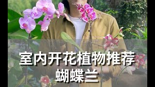 215 【室内开花植物推荐 蝴蝶兰】有封面2