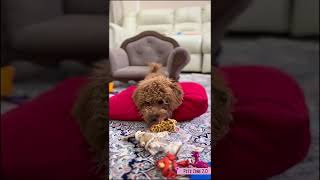 OMG so Cute! Cute and funny animals - Funny Dogs Videos 🐕 and Cute Dog 🐕 Clips #Shorts