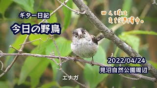 ギター日記　今日の野鳥　・　見沼自然公園周辺　2022年4月24日