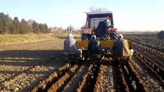 Lavanta dikimi, Lavander planting, Edirne, Turkey