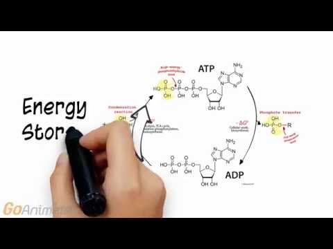 How do you replenish ATP?