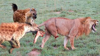 The Lion's Leg Was Bitten Off By Hyena During A Fierce Confrontation Over Food - Lion Vs Hyenas