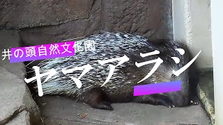 ヤマアラシ　井の頭自然文化園　動物園