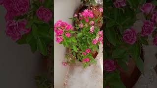 maa perati flowers💞💞💞💞💞..... pls subscribe and like ......