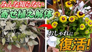 【プロのテクニック】寄せ植えの一部が枯れたらどうする!?解決法教えます【土谷ますみ】【ガーデニング】【園芸】【初心者】