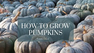 How to grow pumpkins from seed