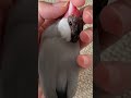 視線はしっかりこっち向けてる文鳥　java sparrow