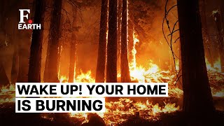 Devastating Wildfires Tear Through Several Countries, Should You Be Worried? | Firstpost Earth