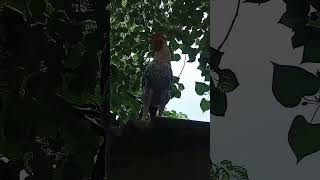 எதுக்கு டி கோவமா இருக்க #husbandwifetamilcomedy #funny_chicken #kozhi_koothugal #pigeon #funny