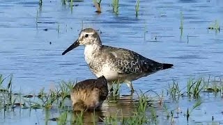 Red Knot