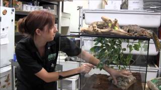 How to Build a Crested Gecko Vivarium