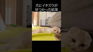 犬にイタズラが見つかり言い訳してる子猫がかわいい#猫