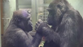 Gorilla⭐️ Genki gently checks to see if her son Kintaro's injuries on his hands and feet are okay.