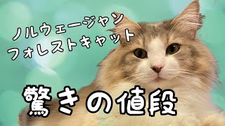 ノルウェージャンフォレストキャットの値段