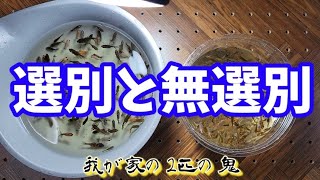 【金魚】私達夫婦は鬼と化してます❕