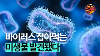 바이러스를 먹어서 없앤다? 바이러스 먹방하는 미생물 발견 [3분있슈/ep78]