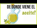 CICLO PRODUCTIVO DEL ACEITE DE OLIVA ► De donde viene el aceite? ●●RECURSOS EDUCATIVOS●●