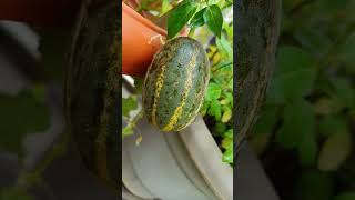 First Cucumber (Dosakaya) of season #dosakaya #cucumber #terracegarden #trending #viral #nature