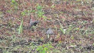 キジバトの群れがソバ畑の芽生えを採食（野鳥）