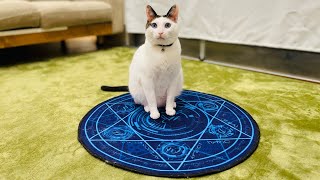 【NEWS！】猫が召喚される魔法陣が発見されました