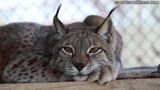 CARE Bios - Malika the Lynx