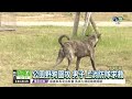 公園野狗圍攻 晨運男急求救