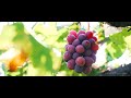 beautiful ukiha 4k ～うきはpromotion movie～ 福岡県　うきは市