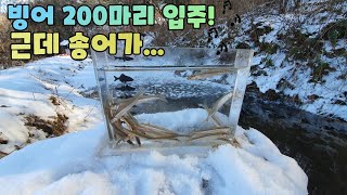 빙어 200마리 입주했는데.. 송어가 꿀꺽!