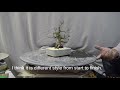 bonsai master cut bonsai drastically and change pot shape style.