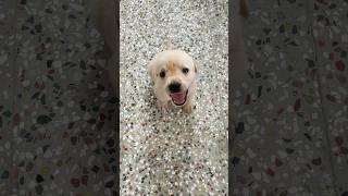 Baby dog sound🐶puppy barking sound🔊cute Labrador puppy sound #dog #dogs #puppy #short  #shorts