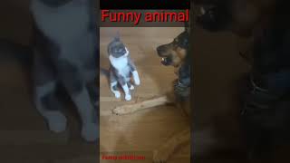 funny animals || #funny video #cute pets #cats
