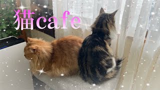 【猫カフェ】自由気ままな猫ちゃん達🐈✨〜アミューズパーク会津店猫cafe〜