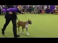 boxers breed judging 2025