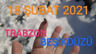 18 Şubat 2021 Arılar sıkıştırma yapılmadan kıştan çıkabilir mi? -(2)