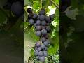 Grapes #grapes