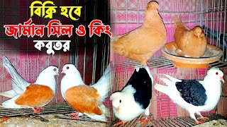 বিক্রি হবে জার্মান সিল ও কিং কবুতর | কম দামে জার্মান সিল ও কিং কবুতর কিনুন খামার থেকে | Shafiq Vai