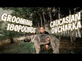 GROOMING A 180 POUNDS DOG | CAUCASIAN OVCHARKA