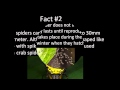 5 Facts about Spiny Orb Weaver Spider