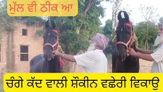 ਮਾਰਵਾੜੀ ਵਛੇਰੀ ਵਿਕਾਉ #marwadi #filly for #sale #horse #horselover #horsesale #nukri #buy